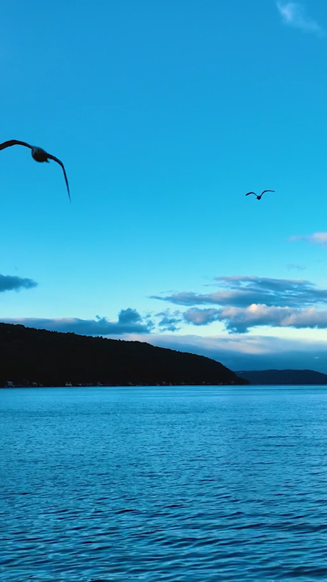 Seagulls on Keuka Lake