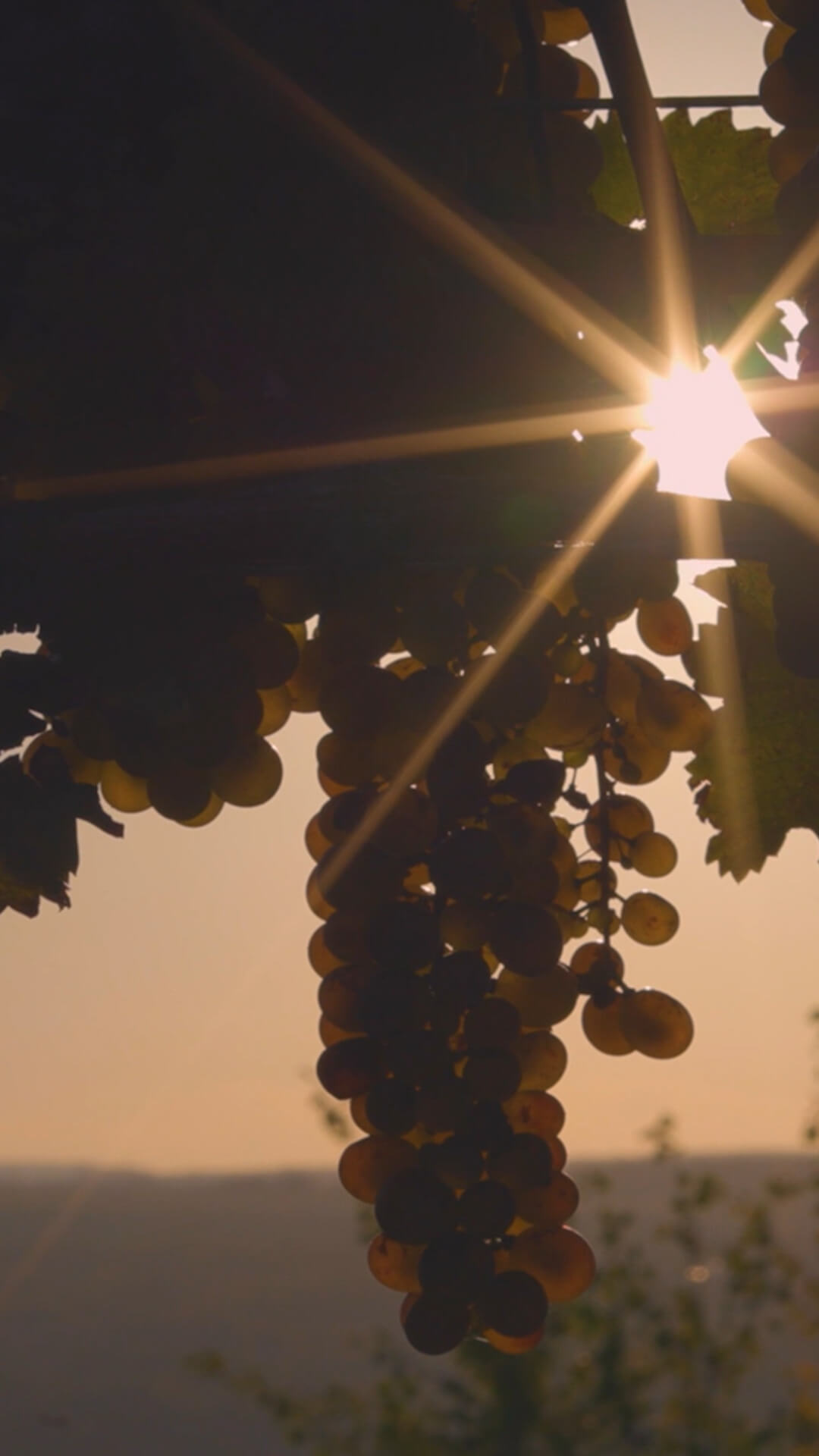 Grapes in Vineyard on Wine at Sunset