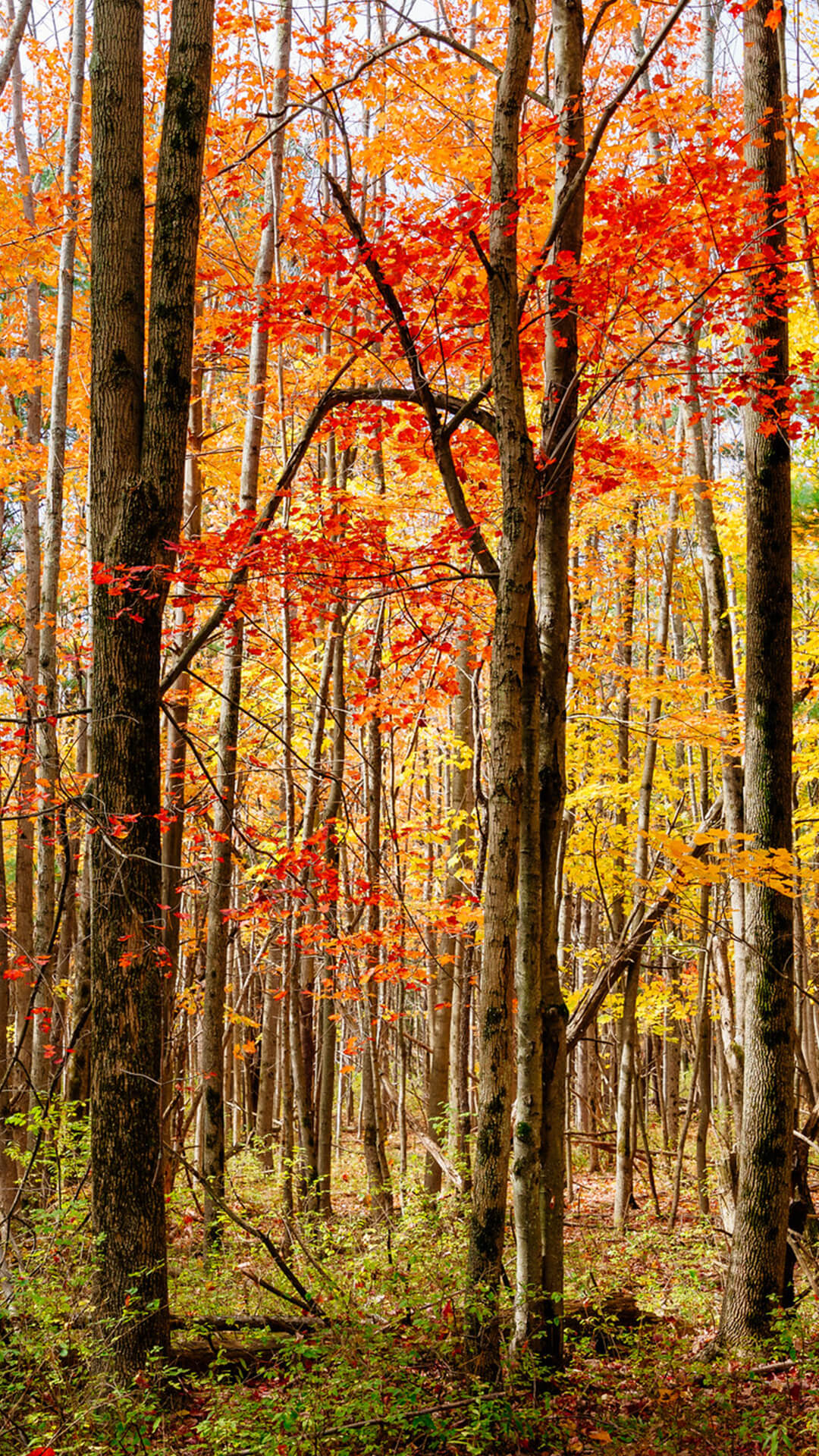 Houghton Land Preserve